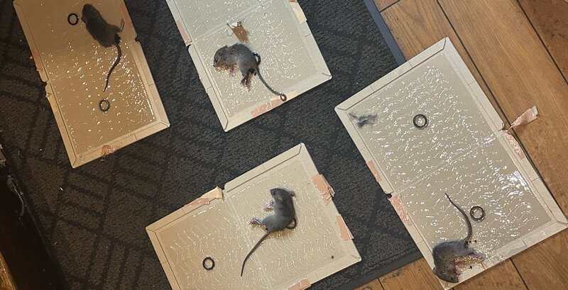 粘着トラップで捕獲したネズミ
