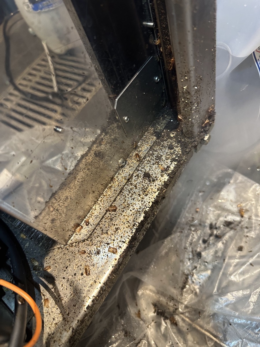 什器のすき間で確認したチャバネゴキブリの生息状況