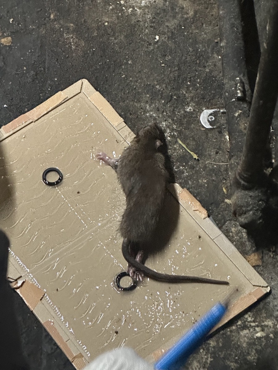 粘着トラップで捕獲したネズミ